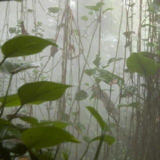 Mist, Rain, and Forlorn Woods ~ A Mix for Springtide
