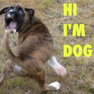 HI I'M DOG