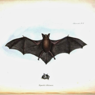 Black Bat Licorice [Halloween Party]