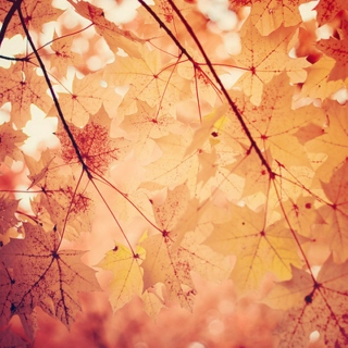 autumn leaves;