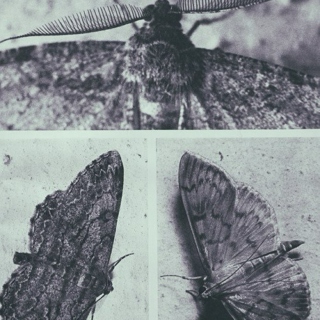 moth antenna 