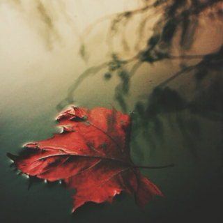Leaves in the River