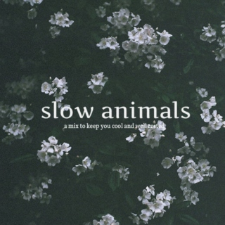 slow animals