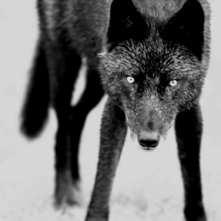 Wolf-Mother