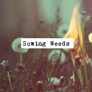 Sowing Weeds