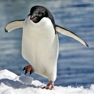 Hey Little Penguin