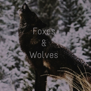Foxes & Wolves