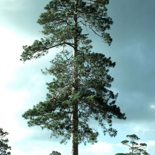 High Old Pine