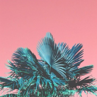 Sunny Palms