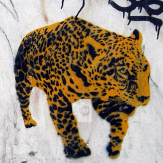 o Leopard