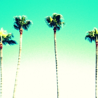 palm trees and paradise