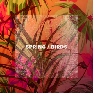 Spring / Birds
