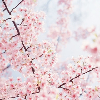 blossom;