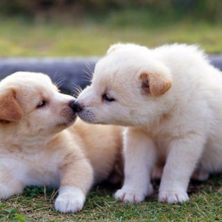 puppy love is hard to ignore
