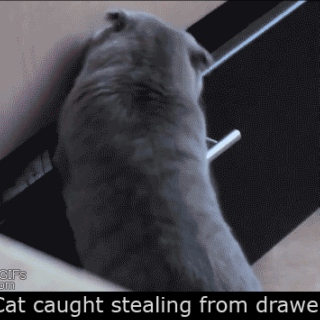 Junk Drawer - Cat Stl!n'