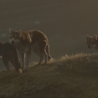 WOLFBLOOD
