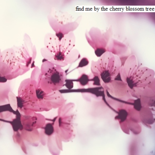 find me by the cherry blossom tree