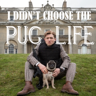 I didn't choose the pug life