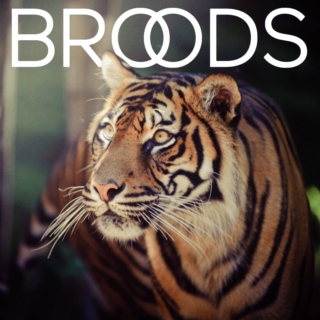 If you like "Broods" then you'll like this: