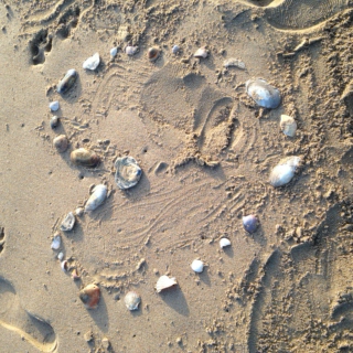 Utah Beach Oysters