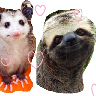 sloths and opossums can be friends