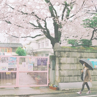 ❀ cherry blossom dreams ❀