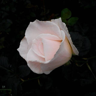 rose foncé