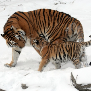 Sara and the tiger