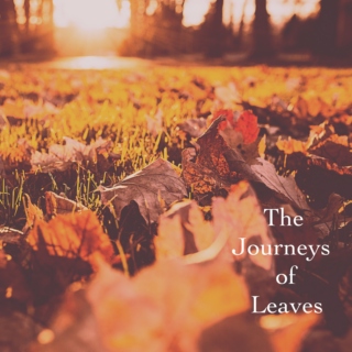 The Journeys of Leaves