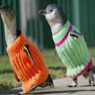 Penguins in Sweaters Love Rap