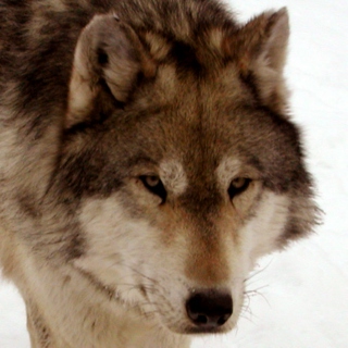 Laney Wolf #2
