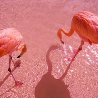 flamingo's power 
