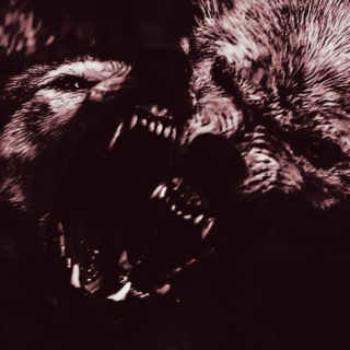 the wolves, they've come ☽