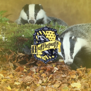 A Cete of Badgers