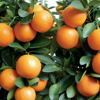 tangerine soda