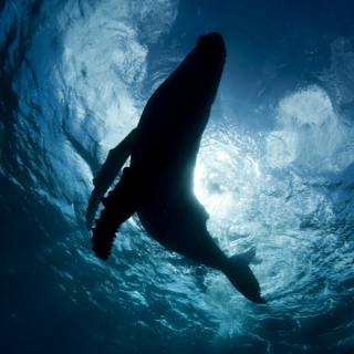 inside a whale