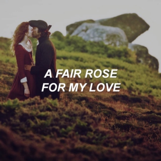 a fair rose for my love