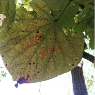 The Leaf Who Loves You