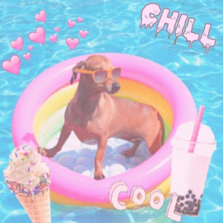 cool dog has chill day