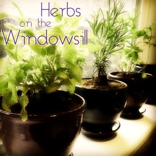 Herbs on the Windowsill