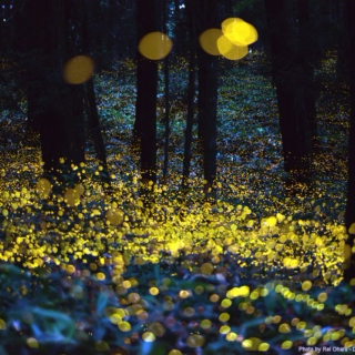 The Fireflies Come Out