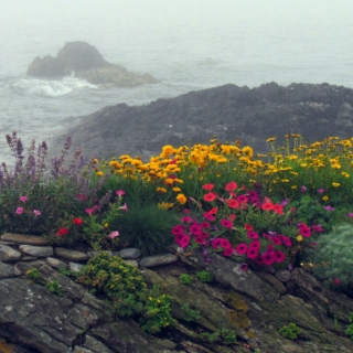 fog and flowers
