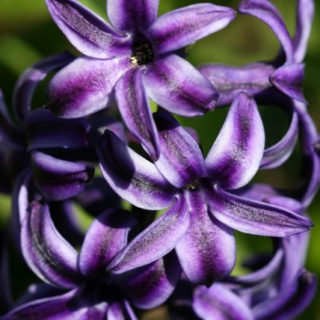 where the hyacinths grow