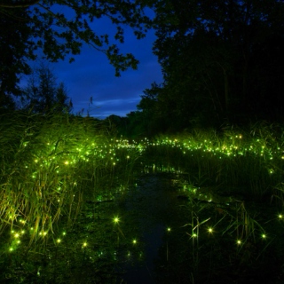 Land of Fireflies
