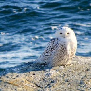 Owl Guarded Ocean 