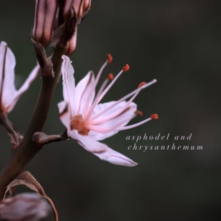 asphodel and chrysanthemum