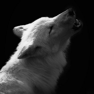 She Wolf // Writing Playlist