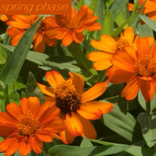 spring phase
