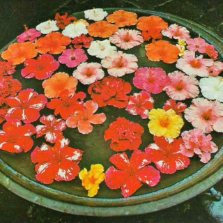 flower pool