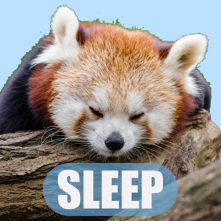 SLEEP / bedtime